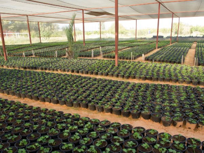 Best Plant Nursery In The USA