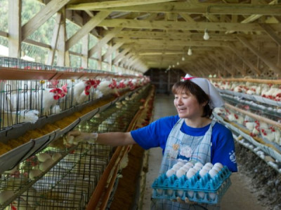 Explore the Leading Poultry Farms in the USA